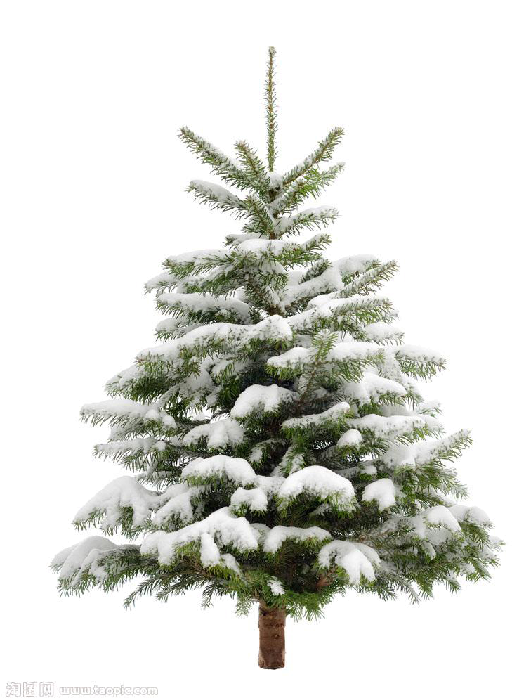Fir Picture Tree Christmas Free Download PNG HQ PNG Image