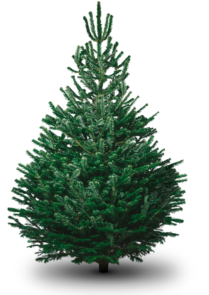 Fir Images Tree Christmas Free PNG HQ PNG Image