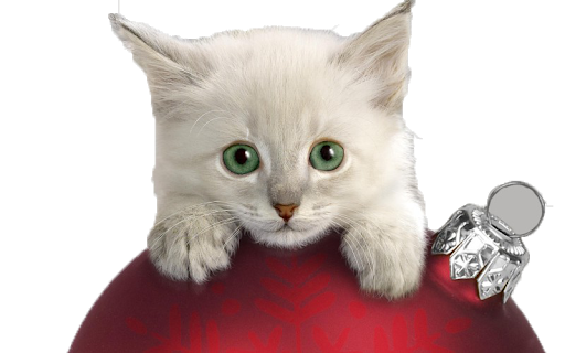 Christmas Cat Free Photo PNG Image