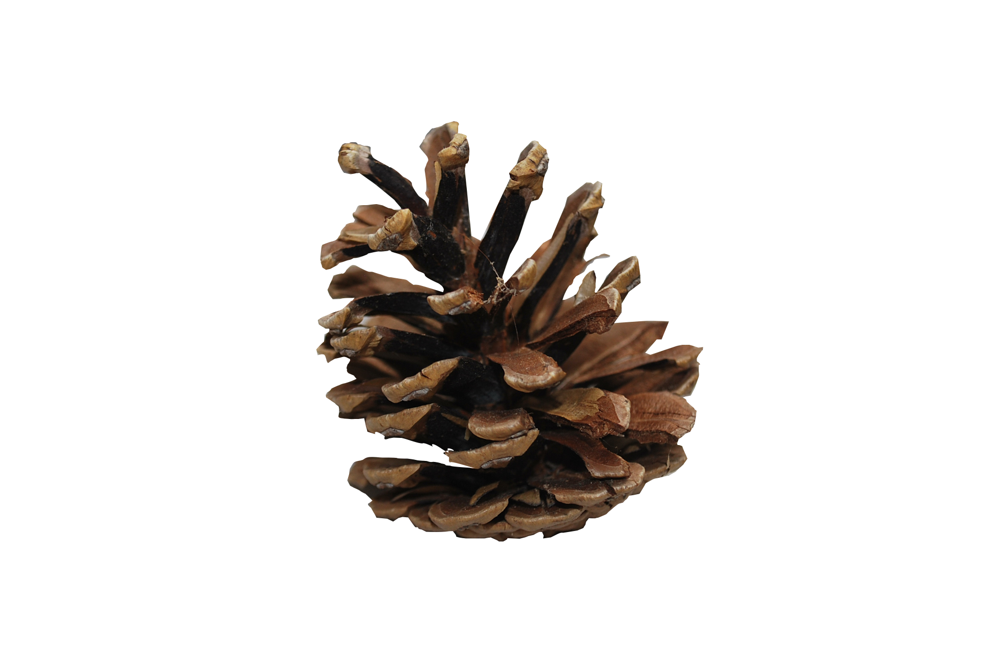 Christmas Pine Cone PNG Image High Quality PNG Image