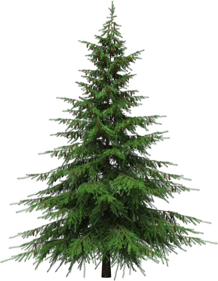 Fir-Tree Green Christmas Download HD PNG Image