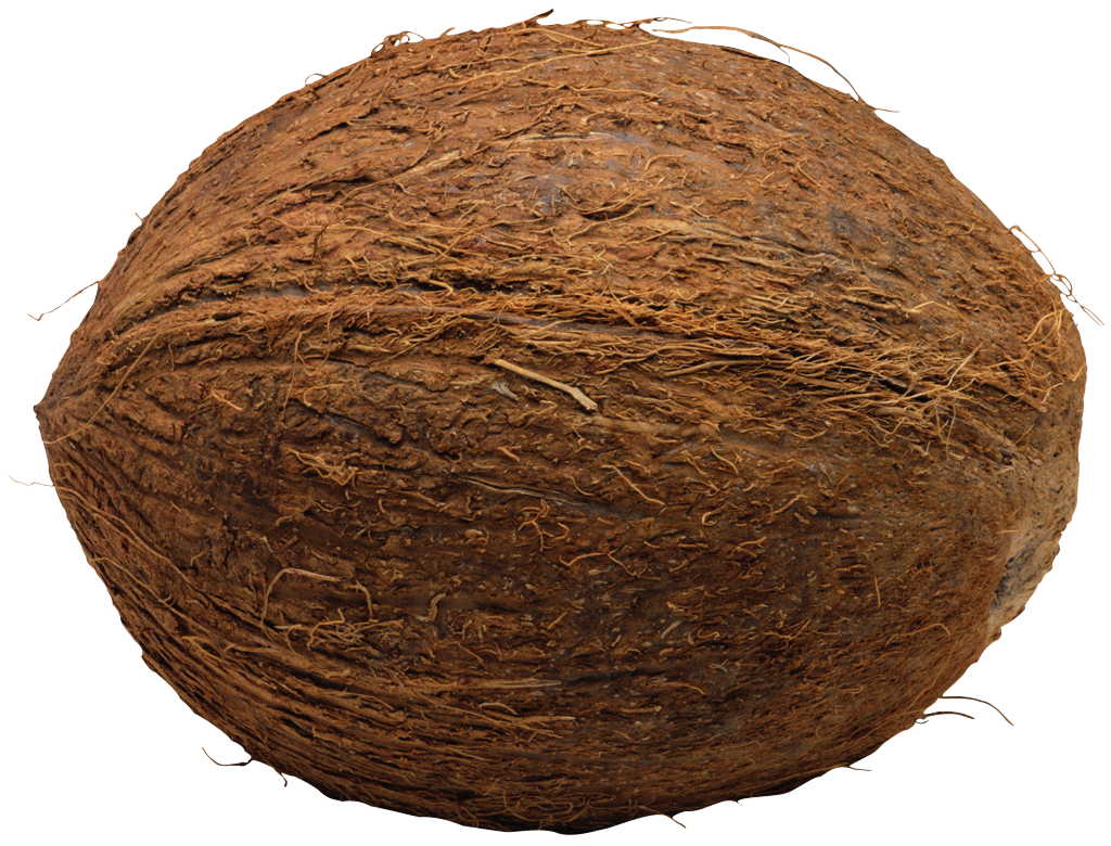 Coconut Png File PNG Image