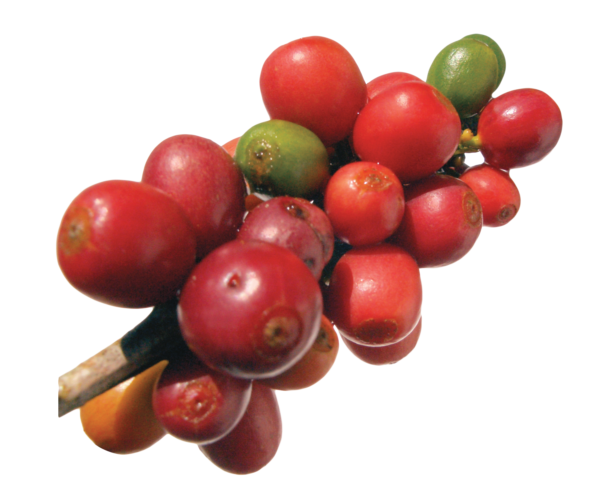 Coffee Robusta Di Bean Frutti Arabica Beans PNG Image
