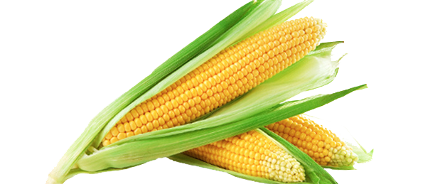 Corn Png Hd PNG Image