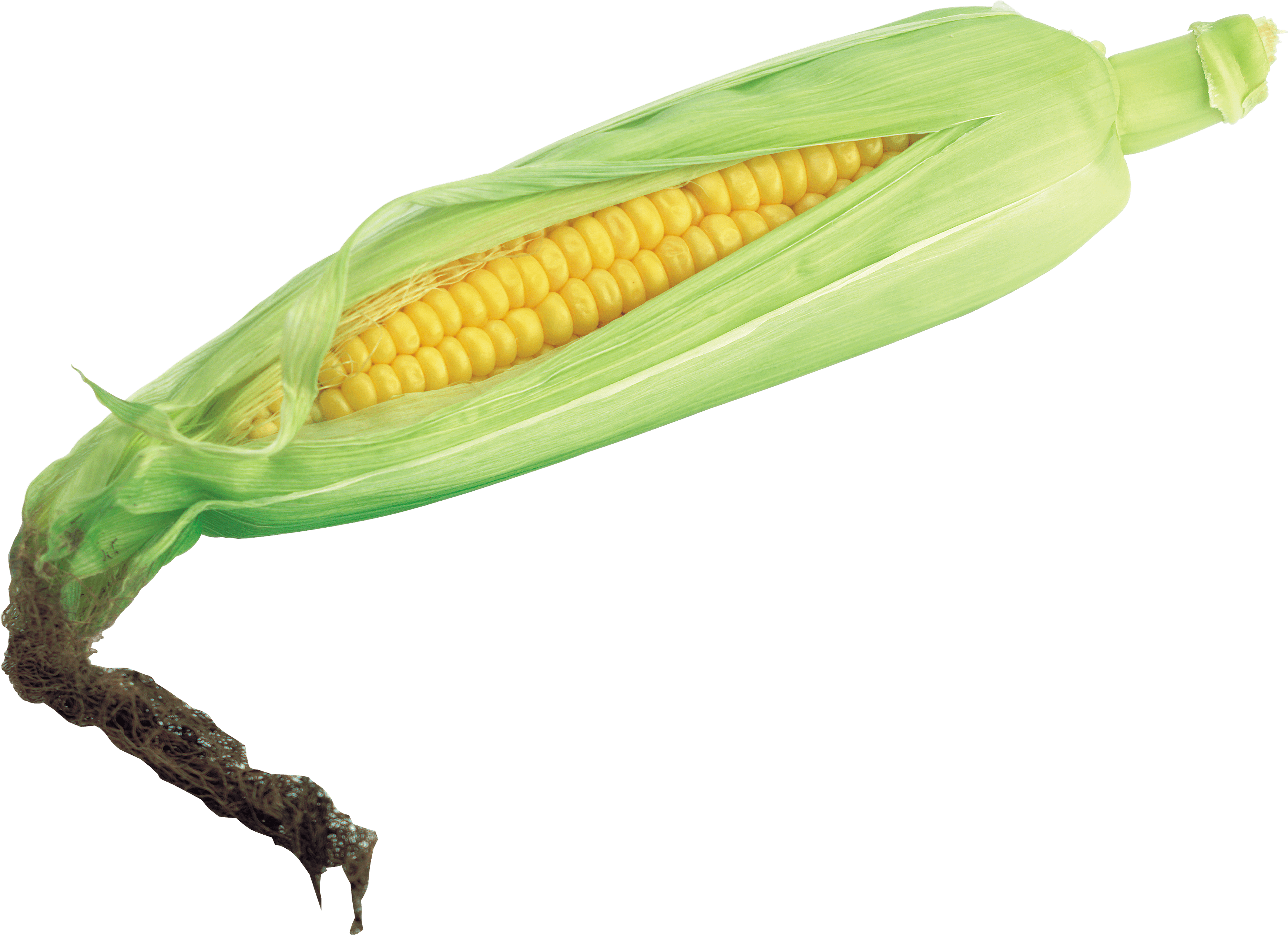 Corn Png Image PNG Image