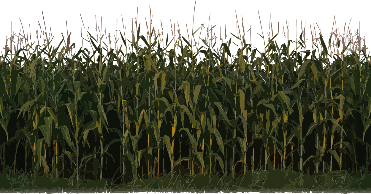 Corn Plant Image PNG Image