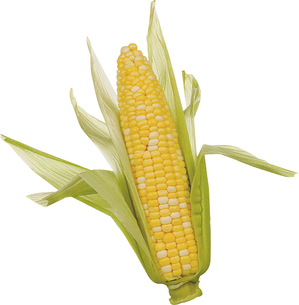 Corn Png Clipart PNG Image