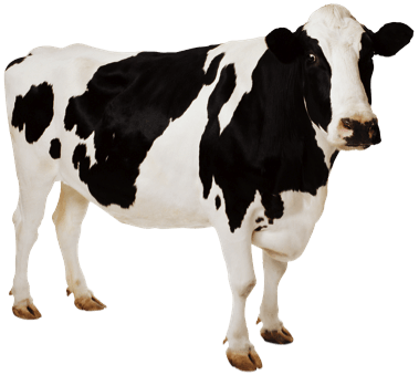 Cow Png Image PNG Image