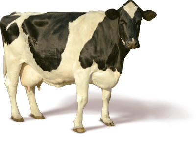 Cow Png Image PNG Image