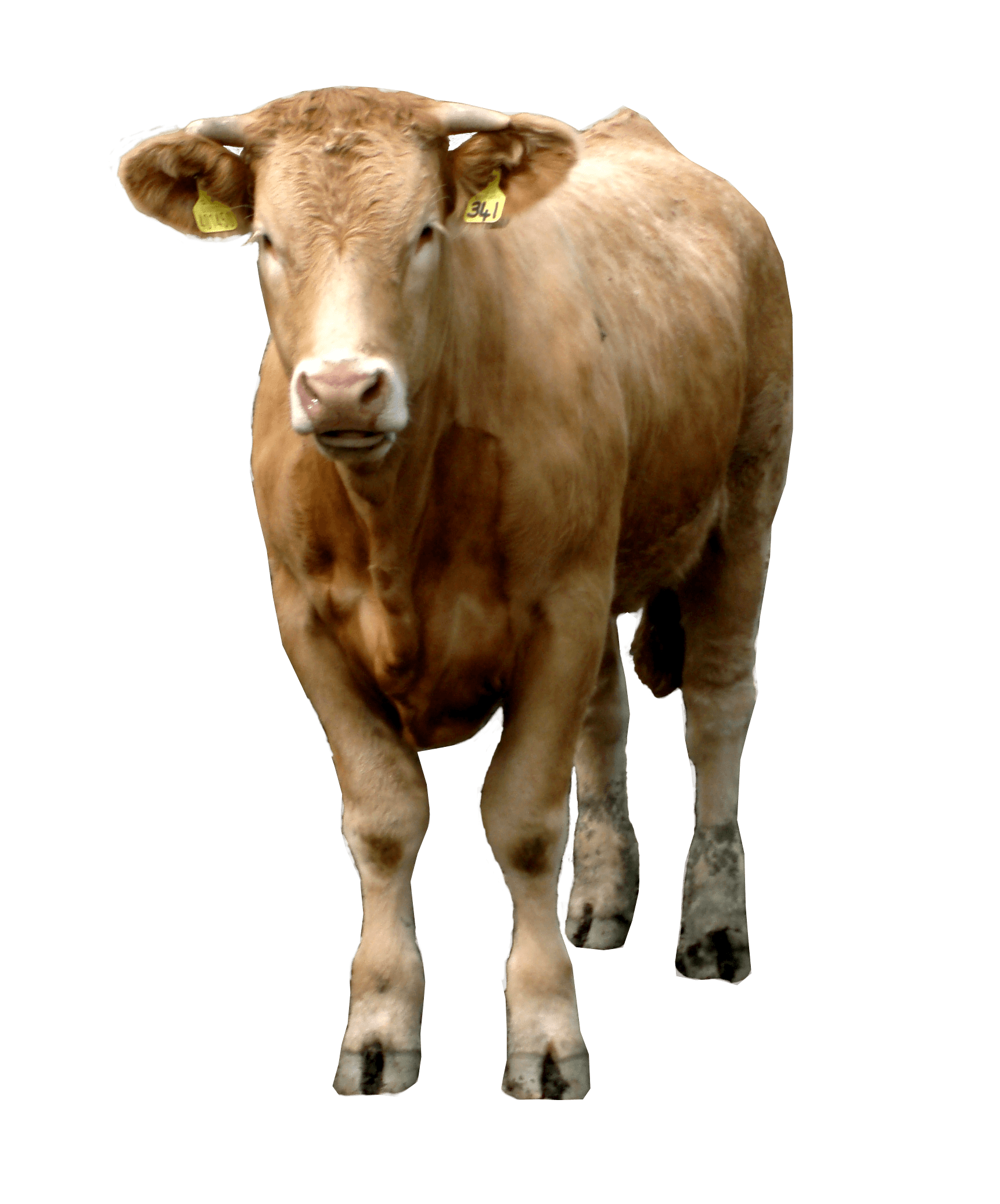 Brown Cow Png Image PNG Image