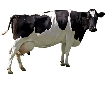 Cow Png Image PNG Image