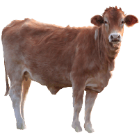Featured image of post Cow Images Hd Png : With these cow png images, you can directly use them in your design project without cutout.