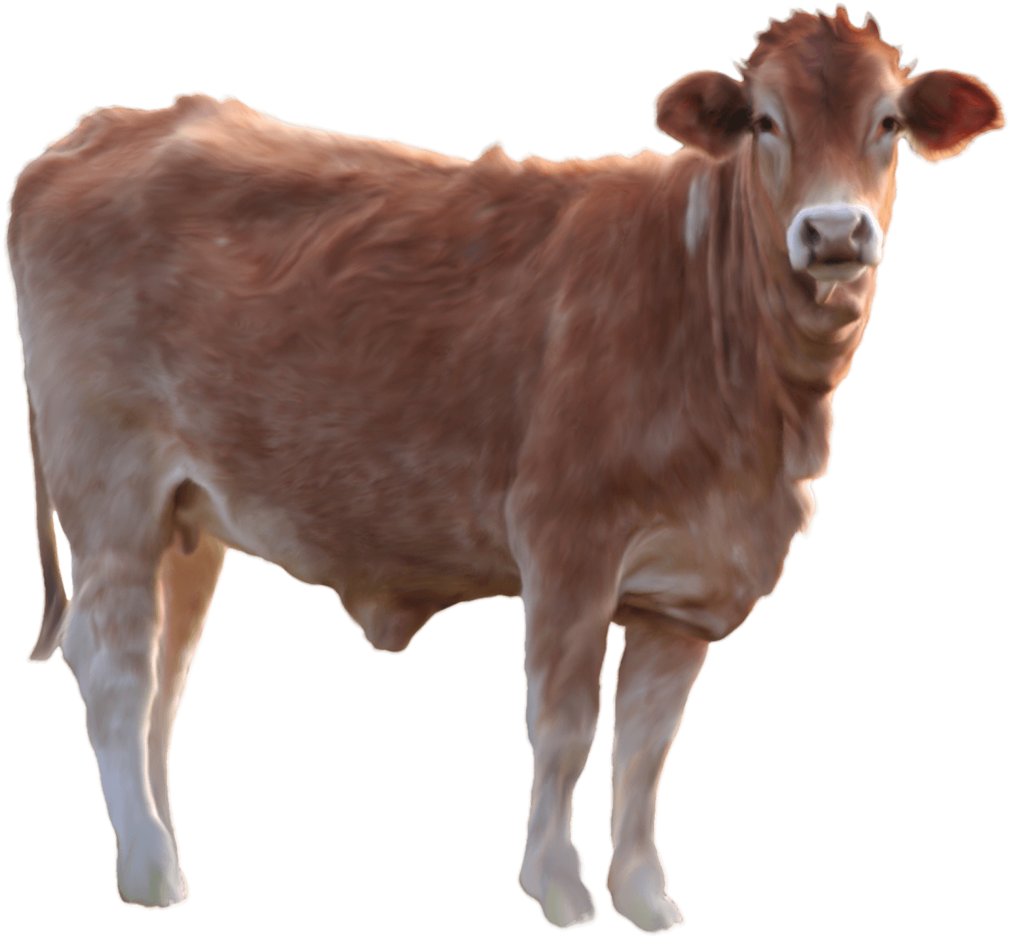 Cow Png Image PNG Image