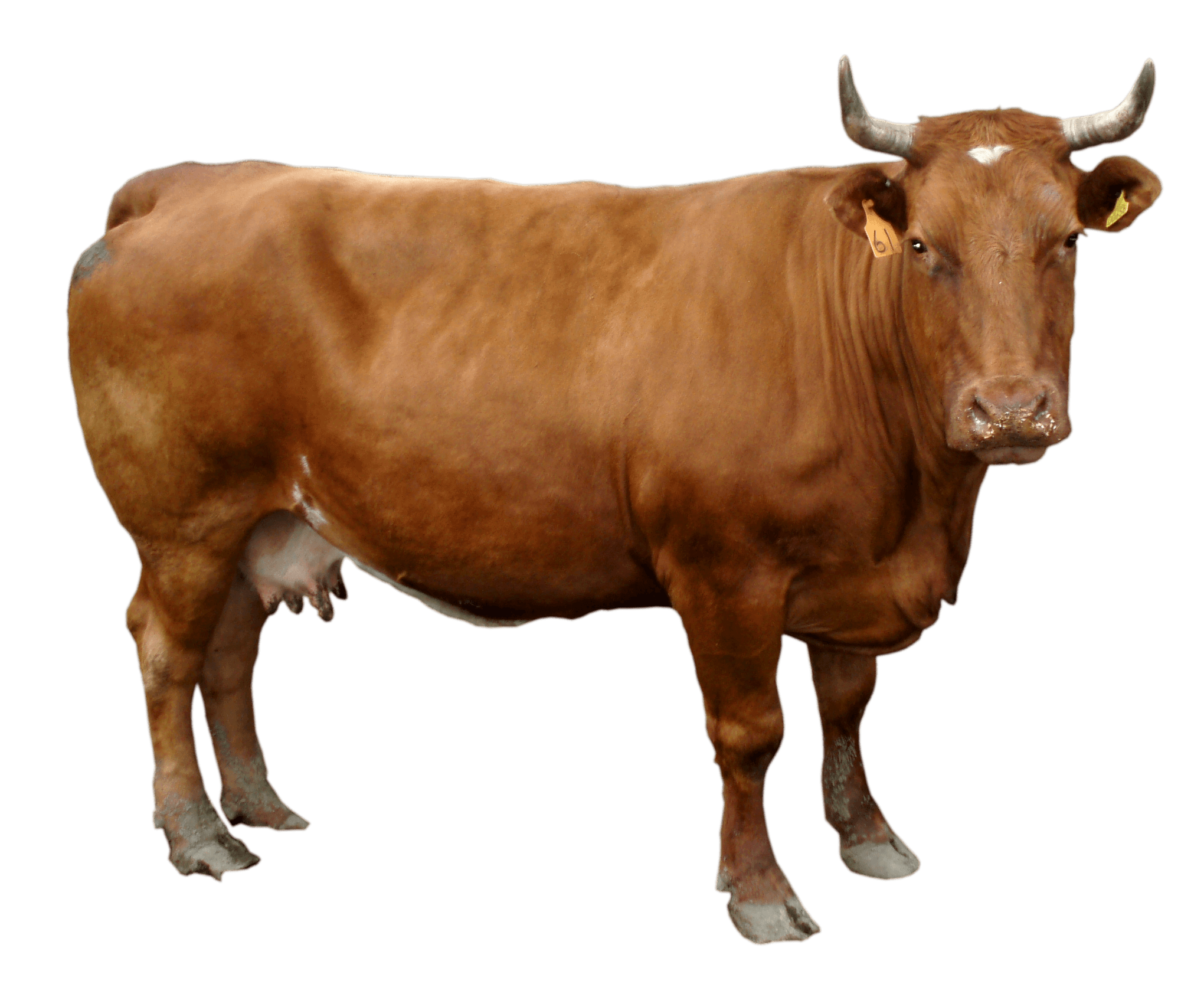 Brown Cow Png Image PNG Image