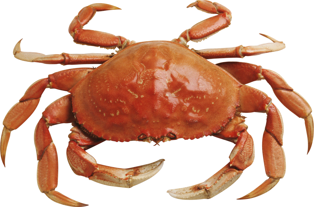 Crab Free Download Png PNG Image