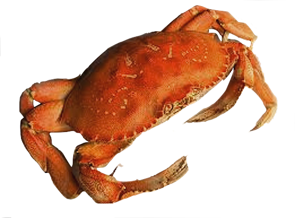 Crab Png Picture PNG Image