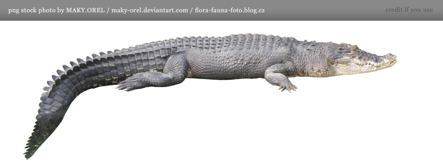 Crocodile Png Hd PNG Image