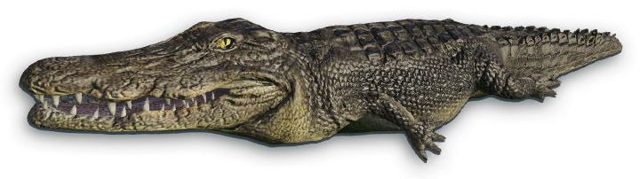 Crocodile Png File PNG Image