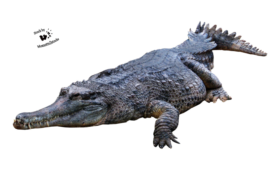 Crocodile Png Picture PNG Image