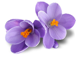 Crocus Png Picture PNG Image