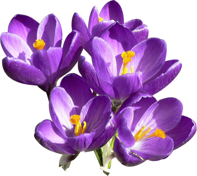 Crocus High-Quality Png PNG Image