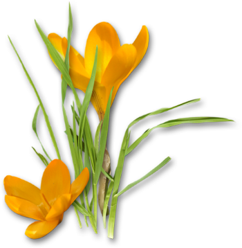 Crocus Png Hd PNG Image