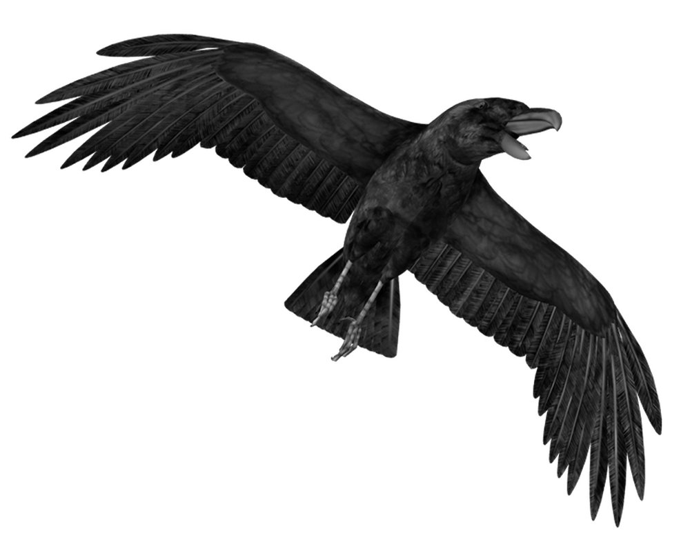 Crow Png Hd PNG Image