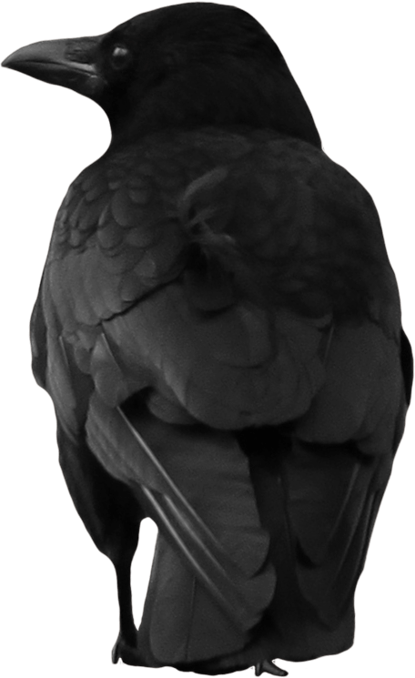 Crow Png Image PNG Image