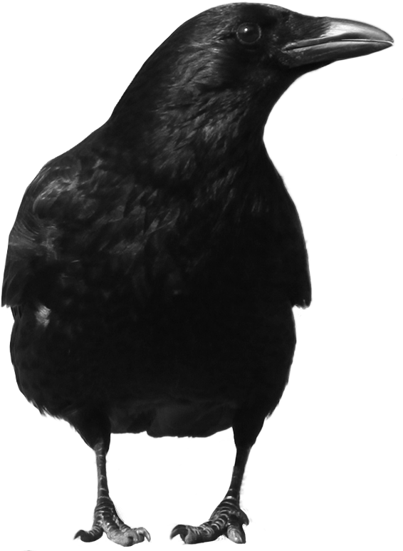 Black Crow Png Image PNG Image