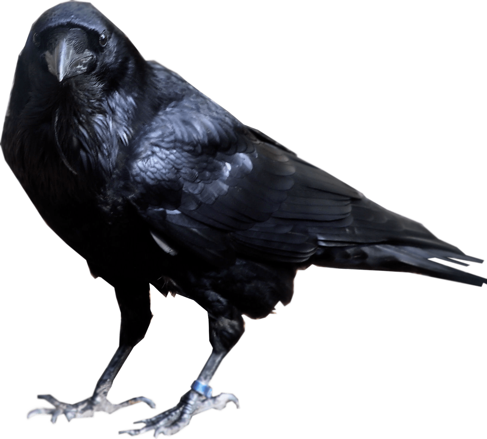 Crow Png Image PNG Image