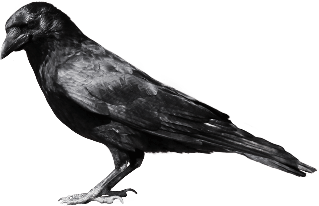 Crow Png Image PNG Image