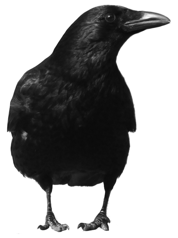 Black Crow Png Image PNG Image