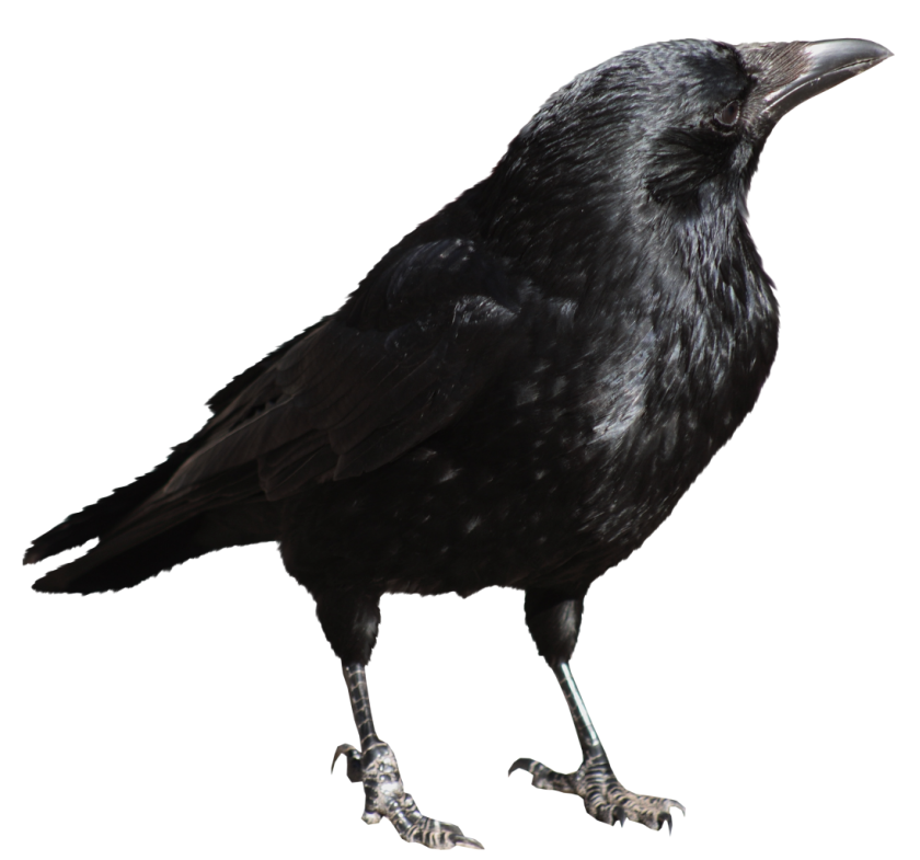 Crow Png File PNG Image