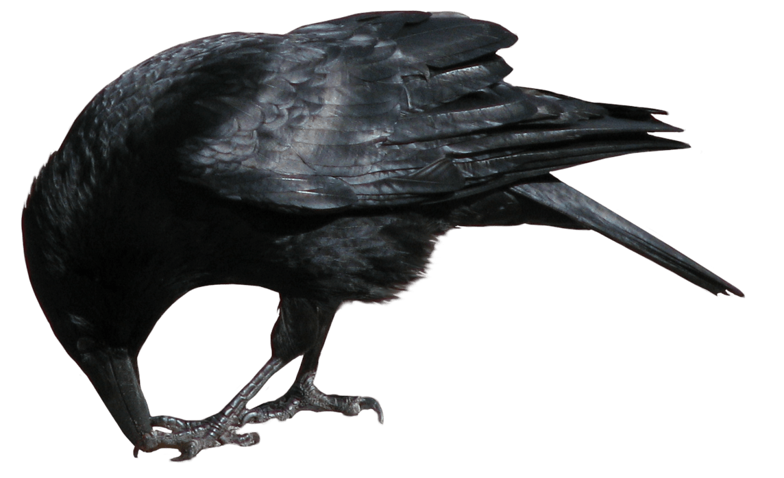 Crow Png Image PNG Image