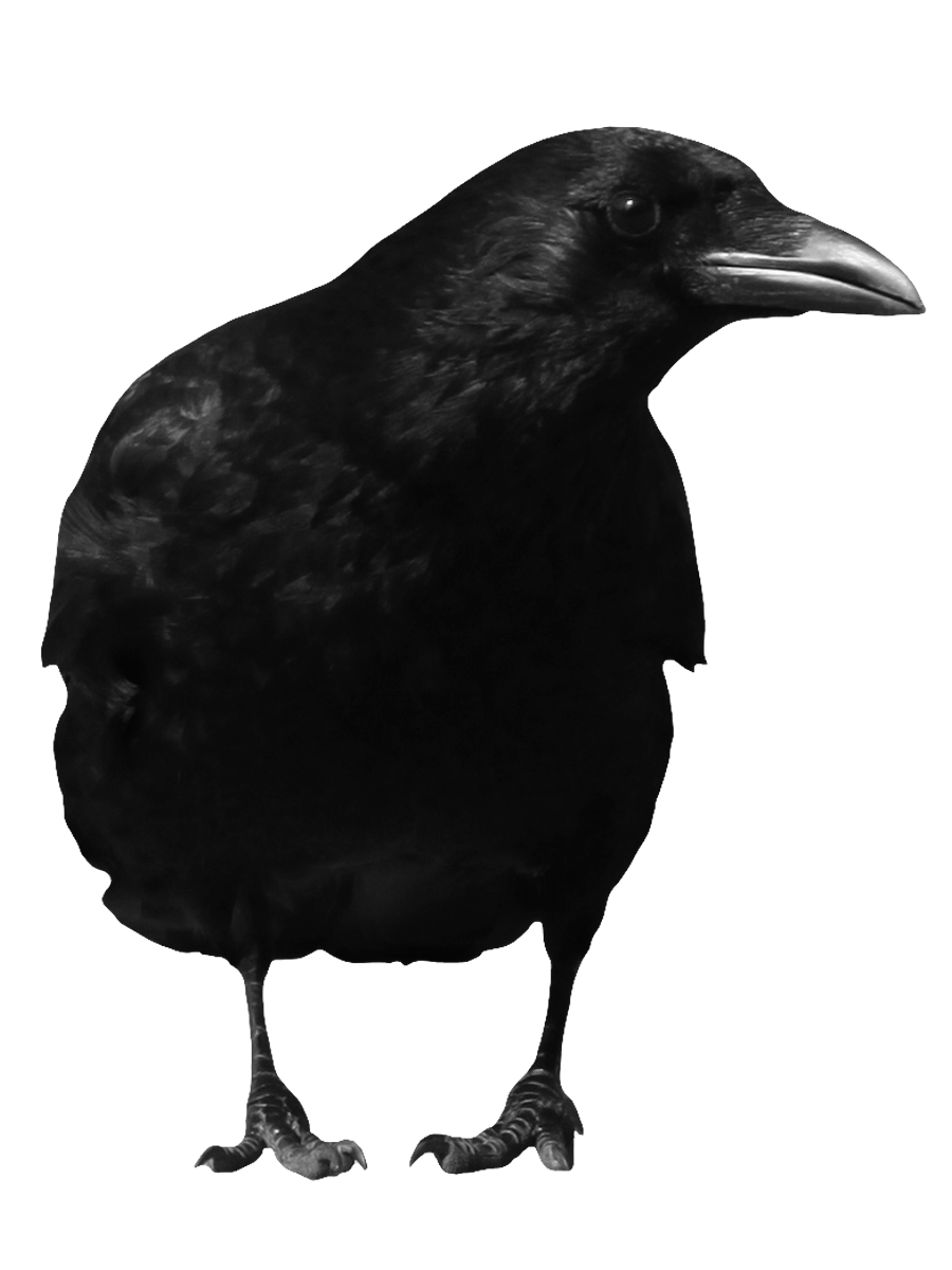 Black Crow Png Image PNG Image