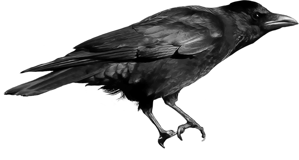 Crow Png Image PNG Image