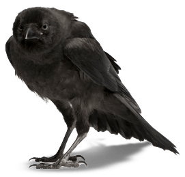 Crow Png Image PNG Image