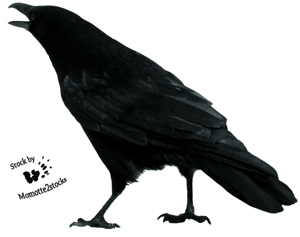 Crow Free Download Png PNG Image