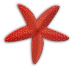 Cute Starfish Hd PNG Image