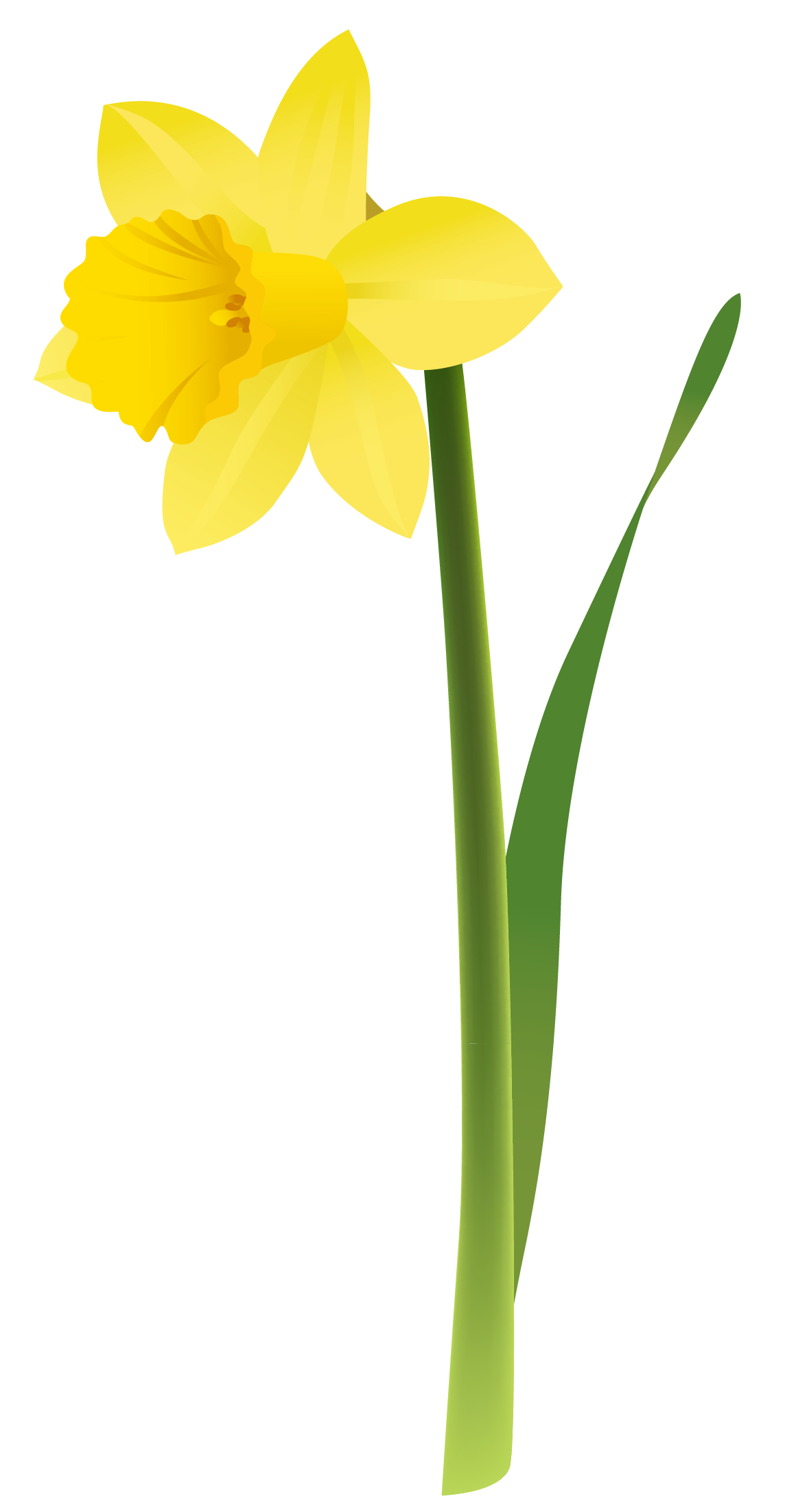 Daffodils Png Picture PNG Image