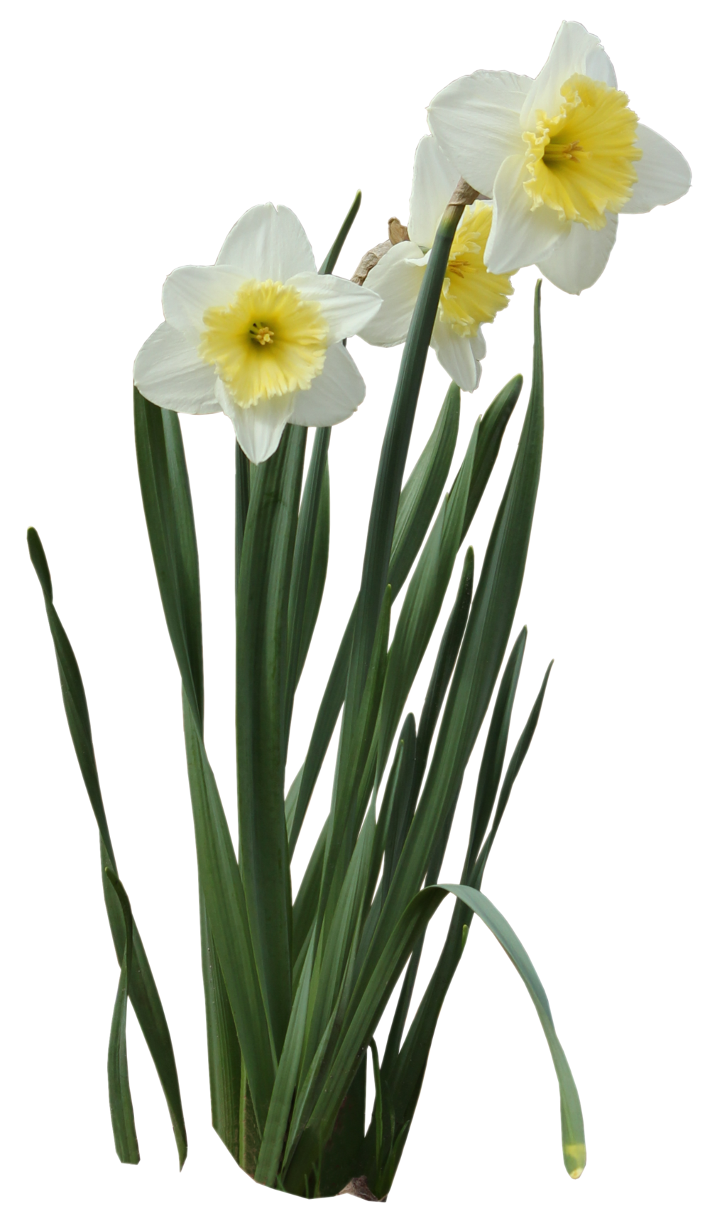 Daffodils Picture PNG Image