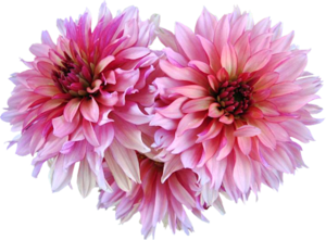 Dahlia Png Image PNG Image