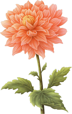 Dahlia Png PNG Image