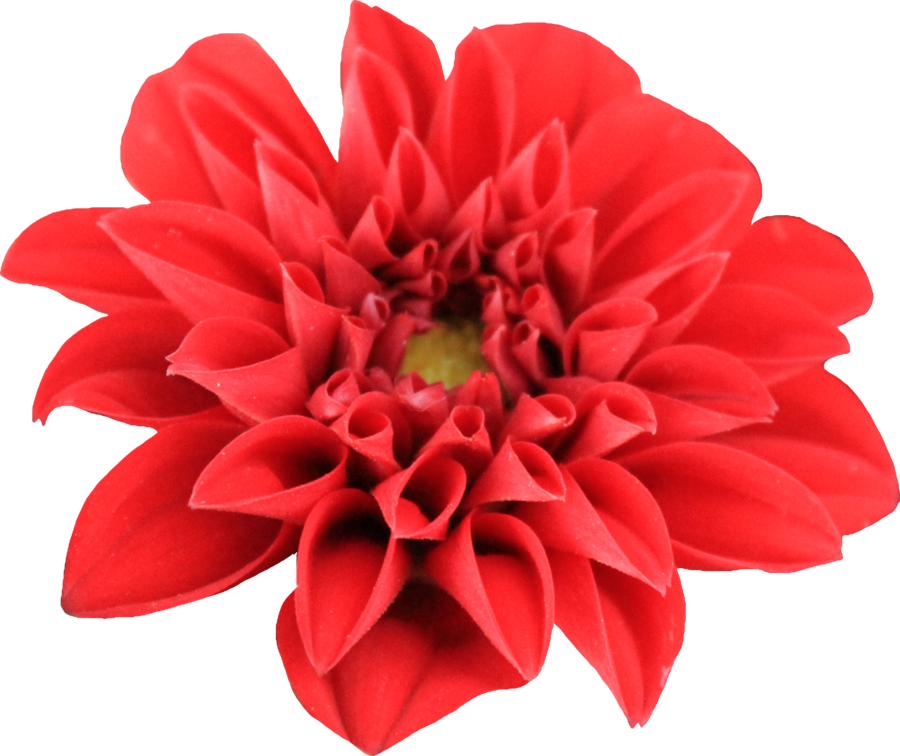 Dahlia Transparent PNG Image