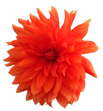 Dahlia Png Pic PNG Image