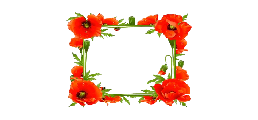 Poppy Frame Flower Download Free Image PNG Image