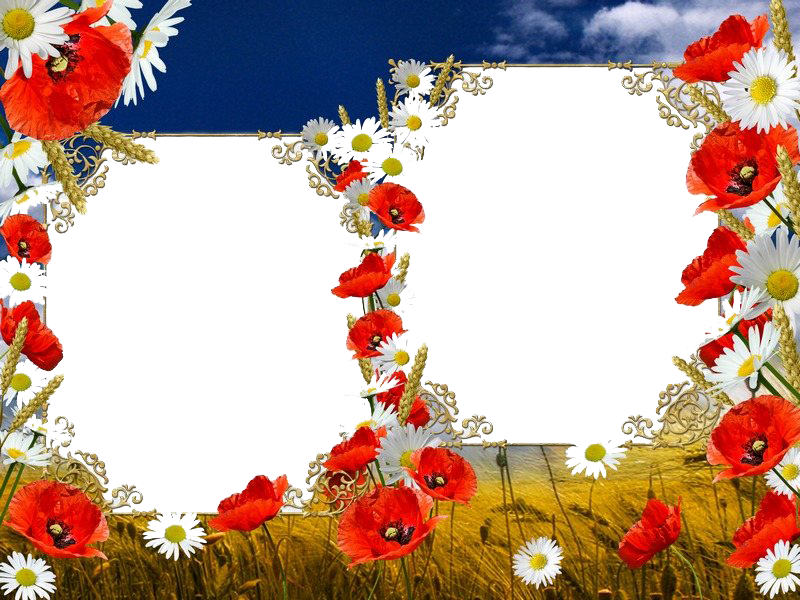 Poppy Frame Flower Free Download Image PNG Image