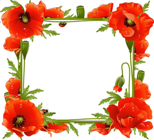 Poppy Frame Flower Pic Free Download PNG HQ PNG Image