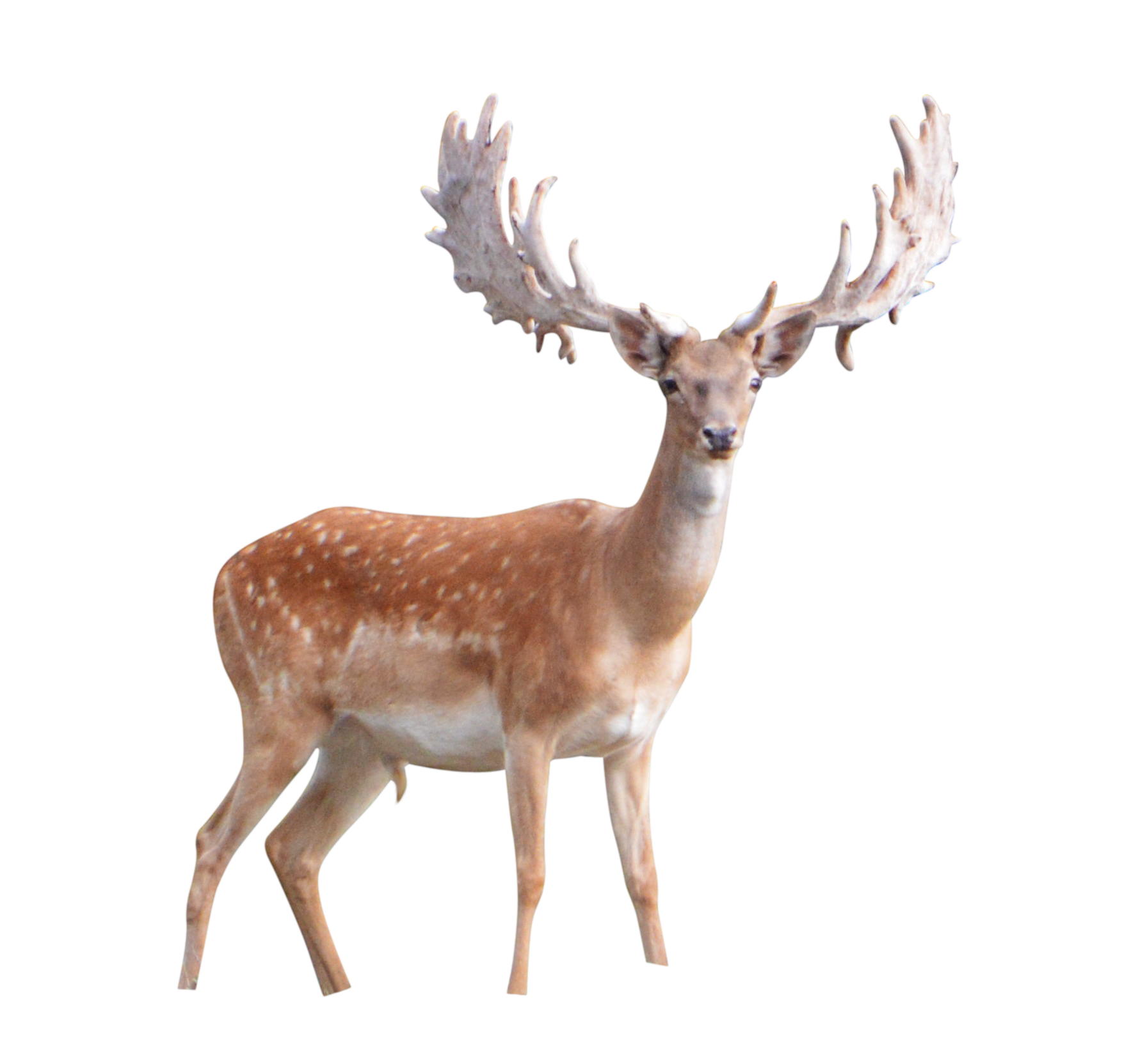 Deer Png Image PNG Image