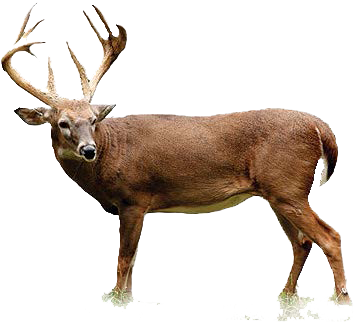 Deer Download Png PNG Image